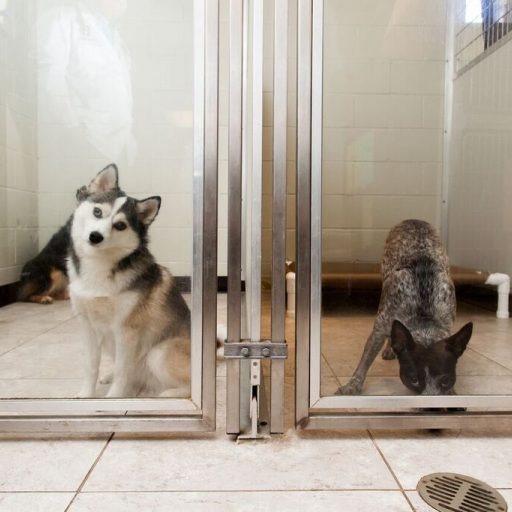 Navy Boulevard Animal Hospital gallery photo 1