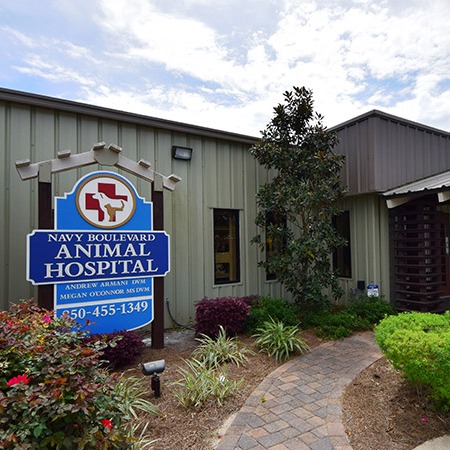 Navy Boulevard Animal Hospital gallery photo 2