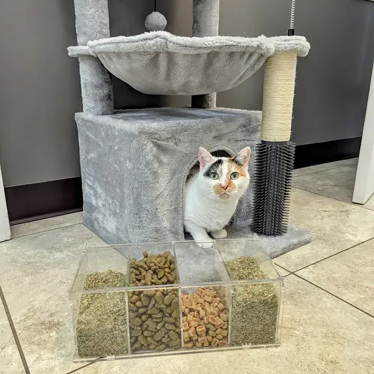 Navy Boulevard Animal Hospital gallery photo 3