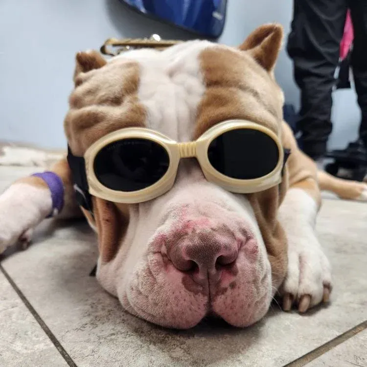 Navy Boulevard Animal Hospital gallery photo 4