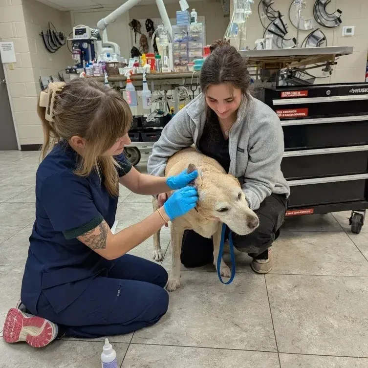 Navy Boulevard Animal Hospital gallery photo 7