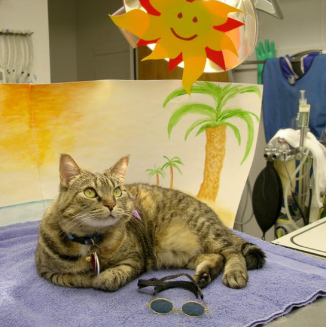 Mascoutah Animal Hospital gallery photo 3