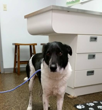 Mascoutah Animal Hospital gallery photo 5