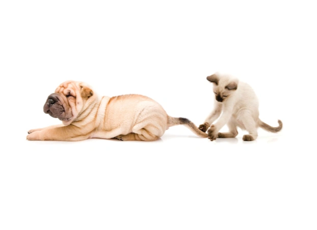 Westside Animal Hospital gallery photo 4