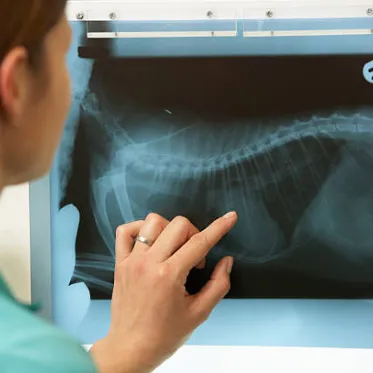 Westside Animal Hospital gallery photo 0