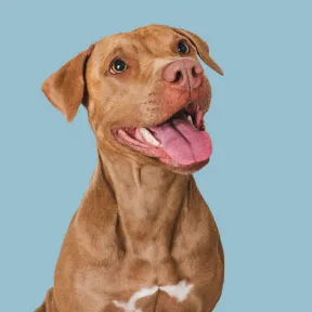 Westside Animal Hospital gallery photo 2