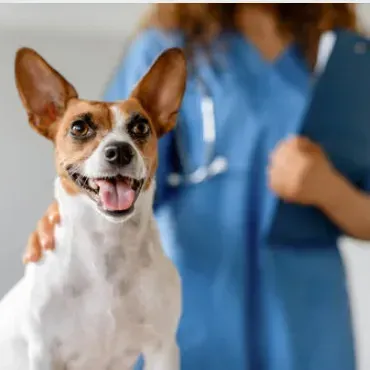 Westside Animal Hospital gallery photo 3