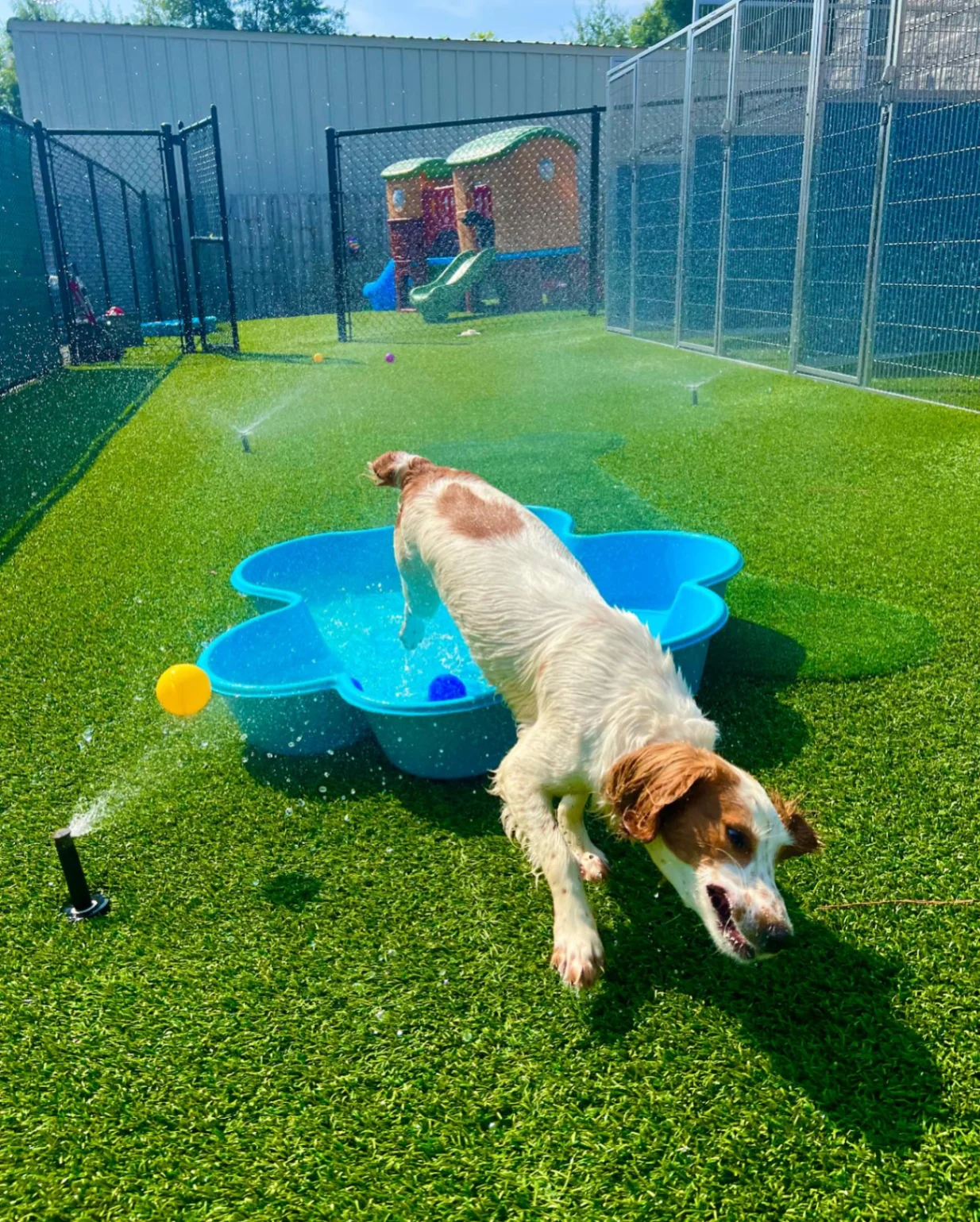 Bush Animal Clinic gallery photo 3