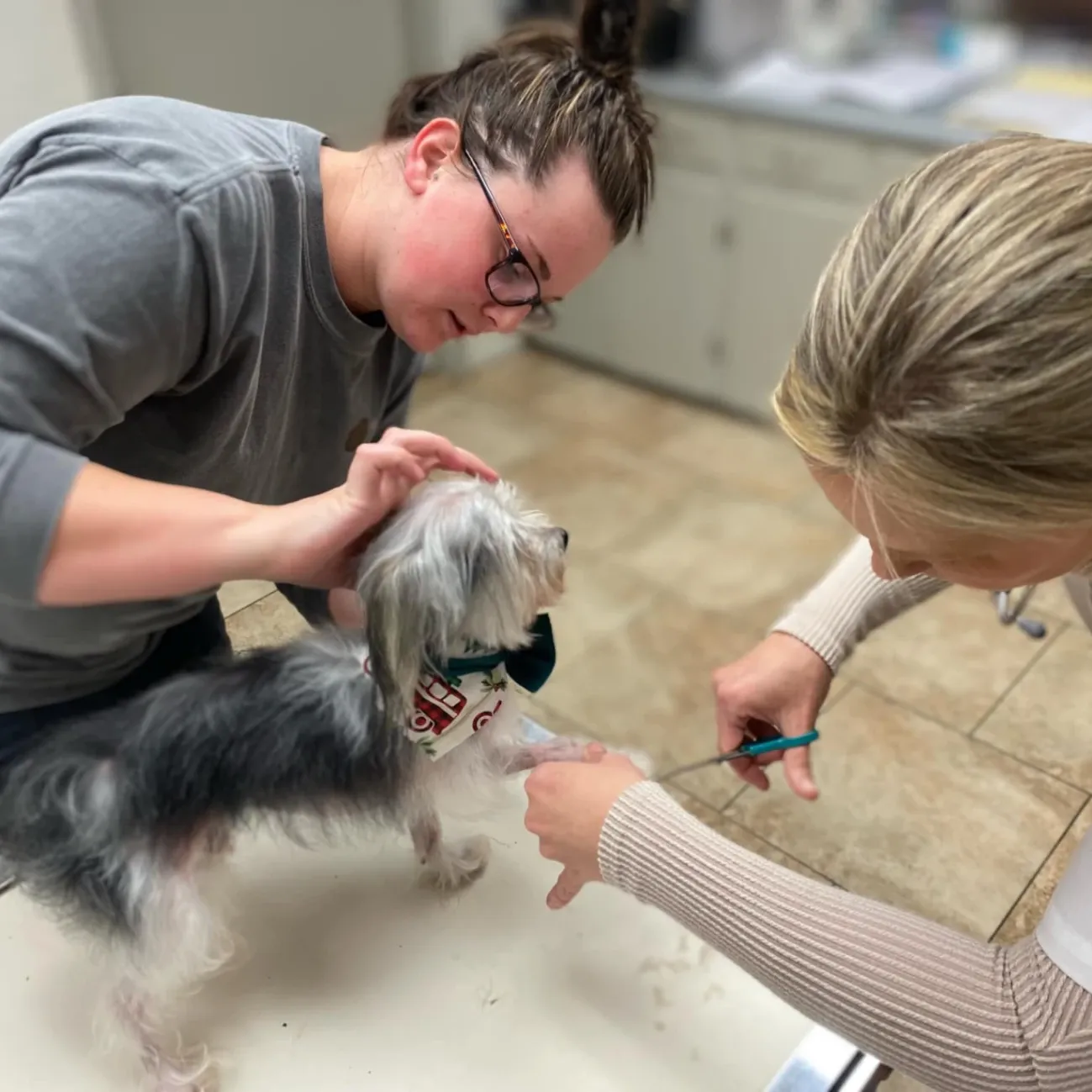 Bush Animal Clinic gallery photo 8