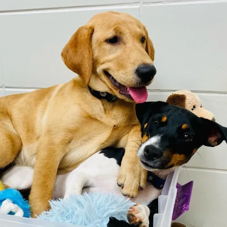 Bush Animal Clinic gallery photo 9