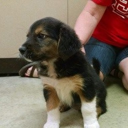 Fairview Heights Animal Clinic gallery photo 1