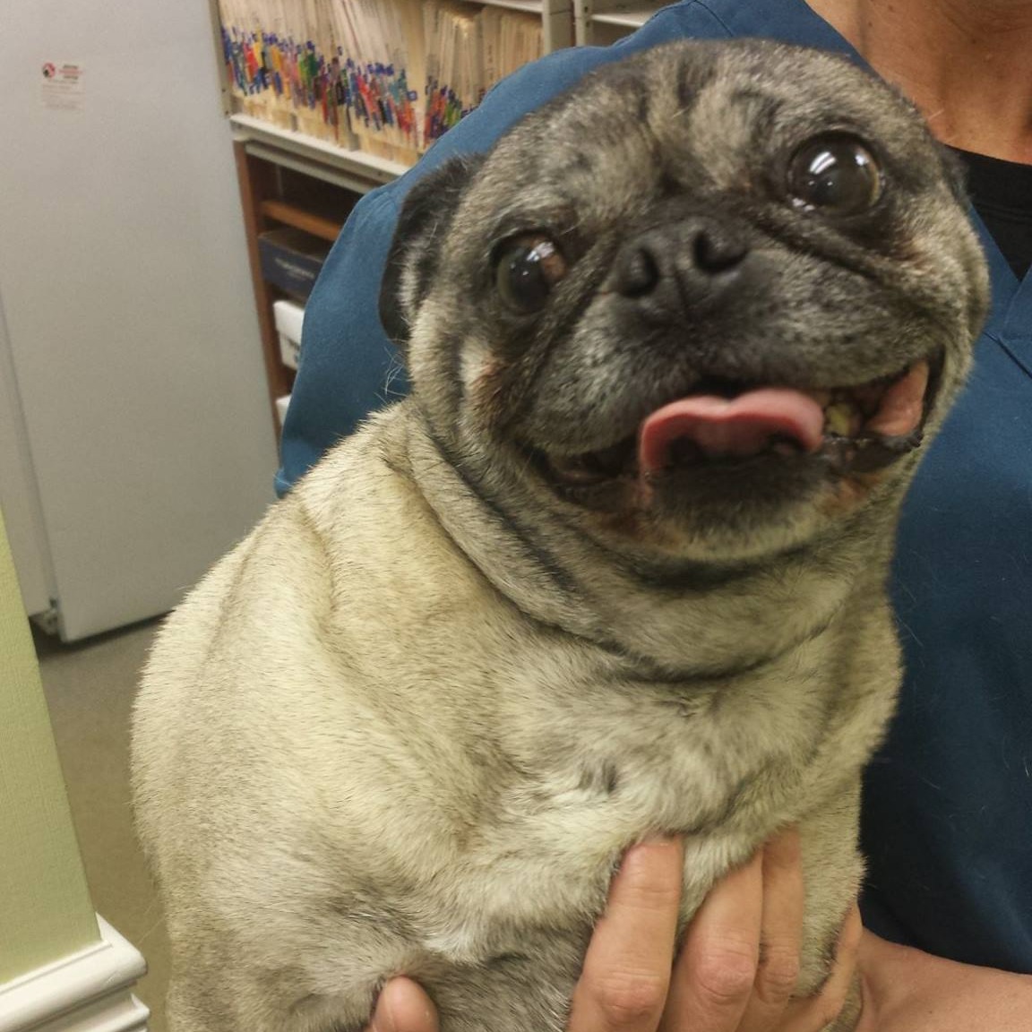 Fairview Heights Animal Clinic gallery photo 2