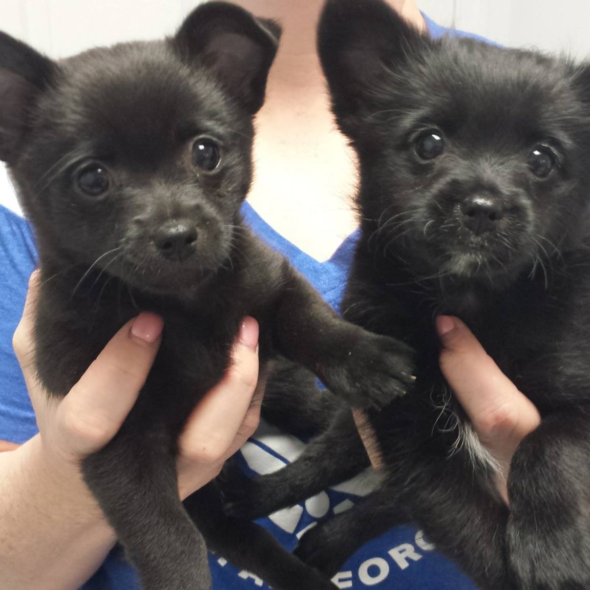 Fairview Heights Animal Clinic gallery photo 3