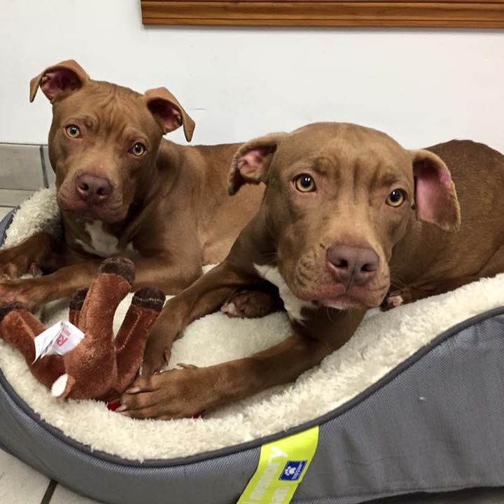 Blythewood Animal Hospital gallery photo 3