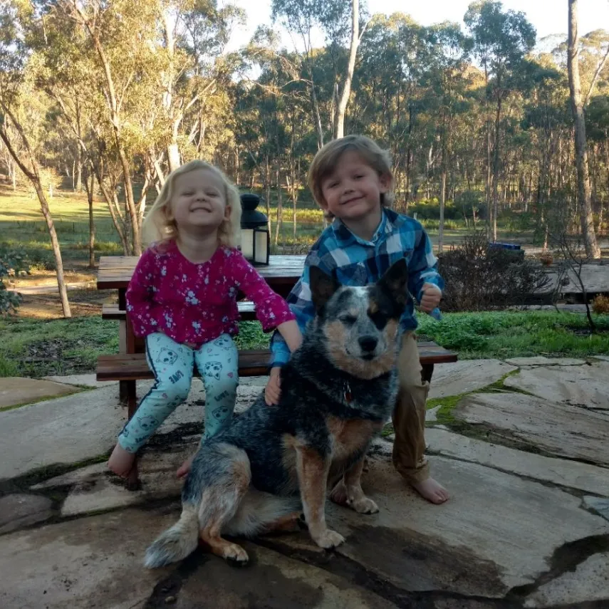 Dog Gone Taxi gallery photo 2