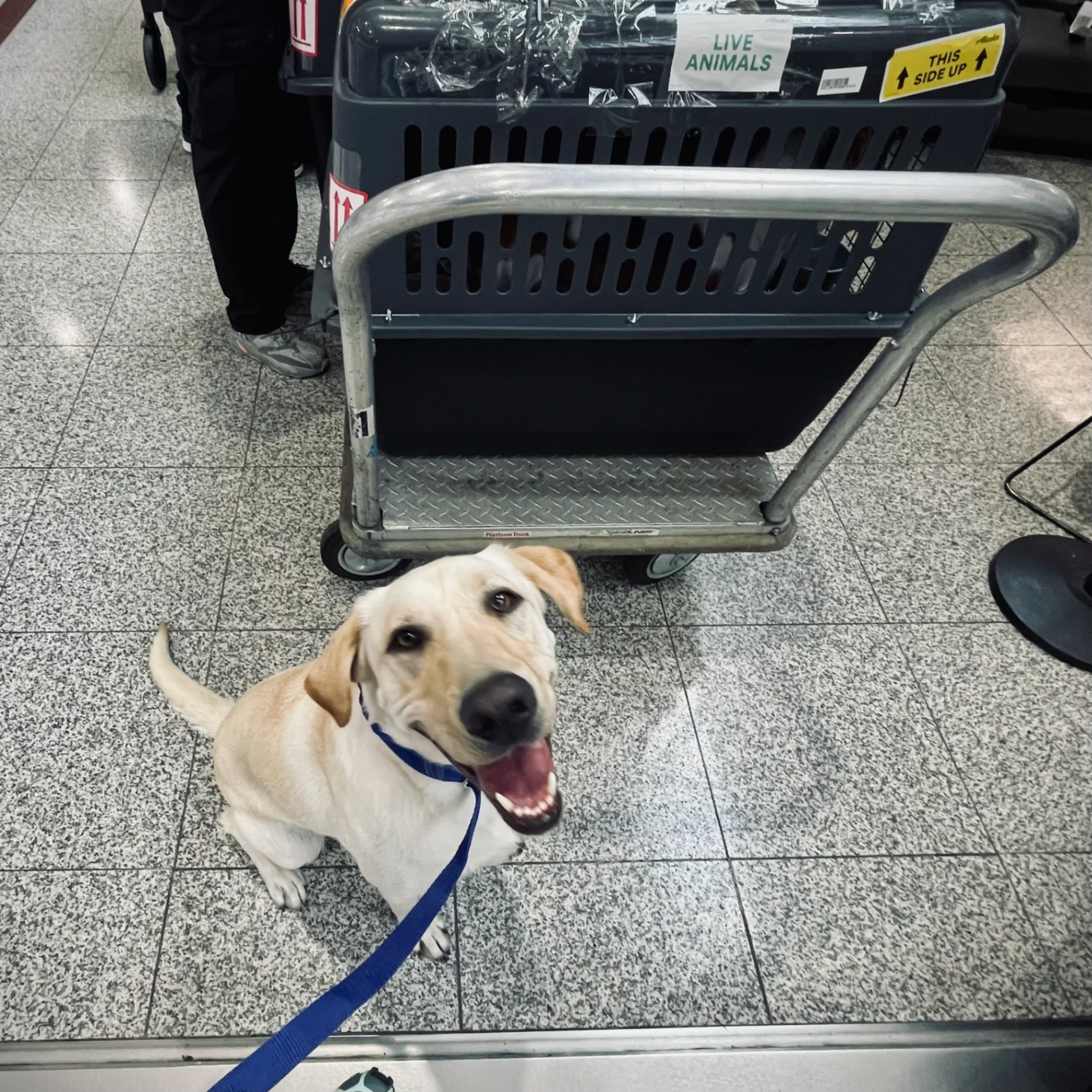 Dog Gone Taxi gallery photo 4