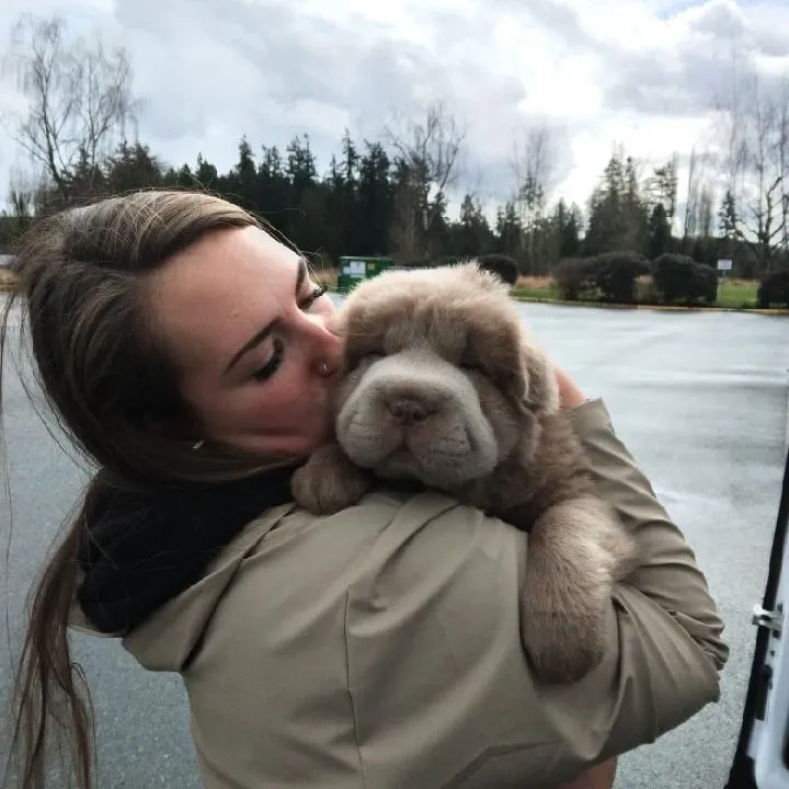 Dog Gone Taxi gallery photo 10