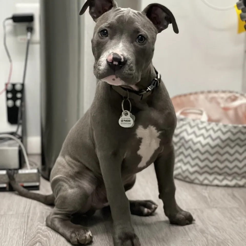 Minnieville Animal Hospital gallery photo 2