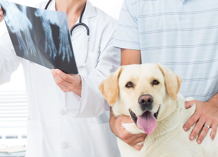 Madera Veterinary Hospital gallery photo 1