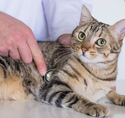 Madera Veterinary Hospital gallery photo 4