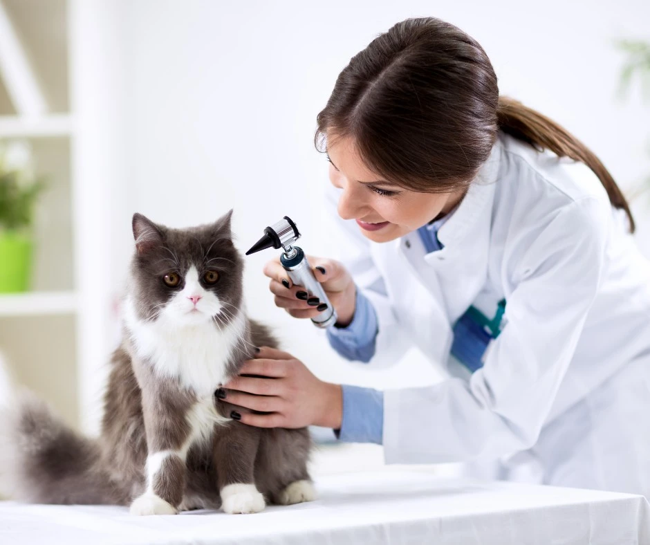 Madera Veterinary Hospital gallery photo 5