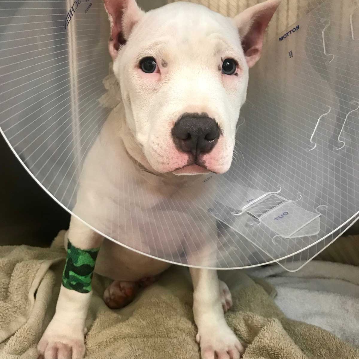 Animal House Veterinary Center gallery photo 2