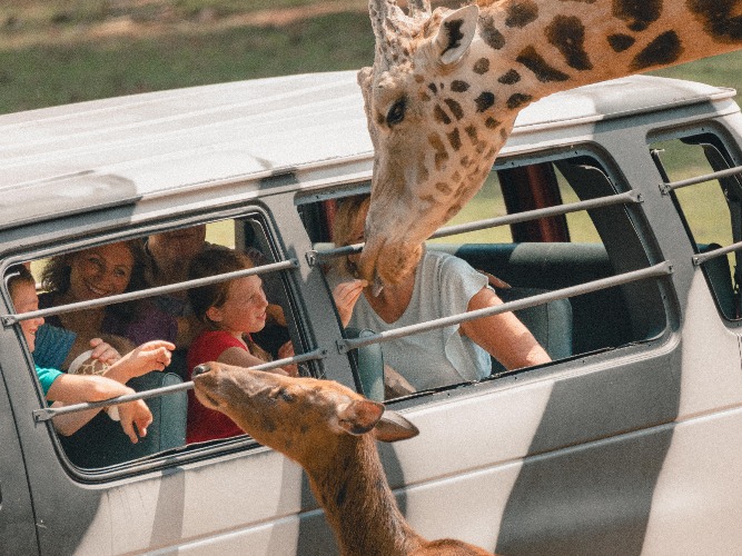 Wild Animal Safari Pine Mountain gallery photo 1