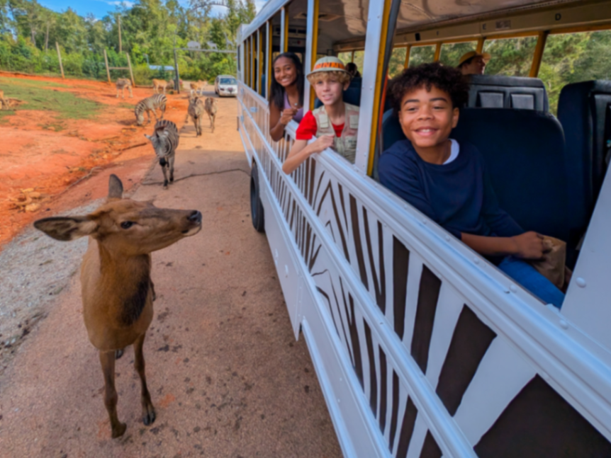 Wild Animal Safari Pine Mountain gallery photo 1