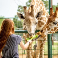Wild Animal Safari Pine Mountain gallery photo 2