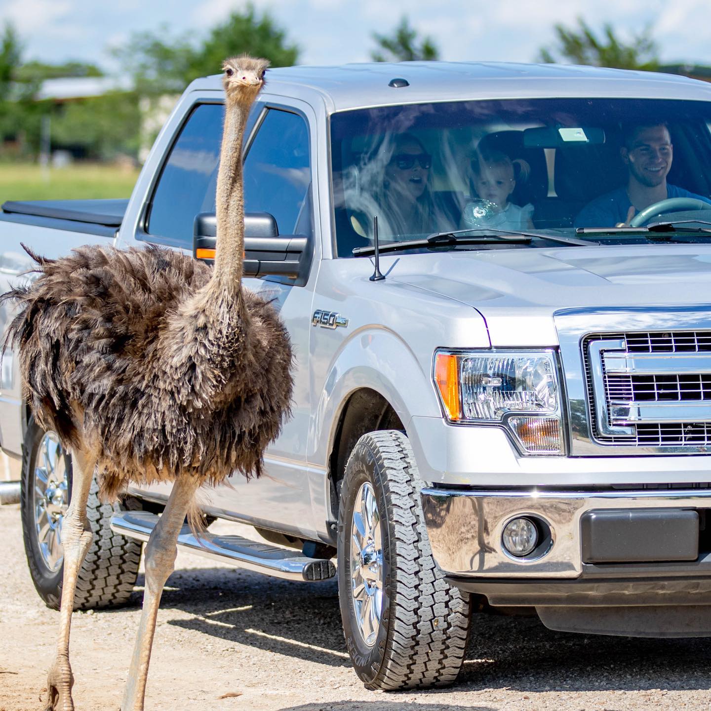 Wild Animal Safari Pine Mountain gallery photo 3