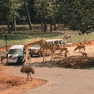 Wild Animal Safari Pine Mountain gallery photo 4