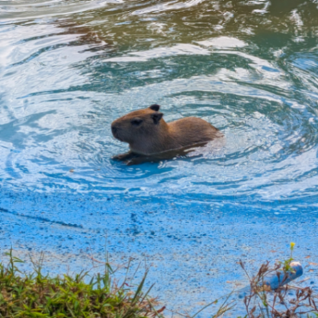 Wild Animal Safari Pine Mountain gallery photo 8