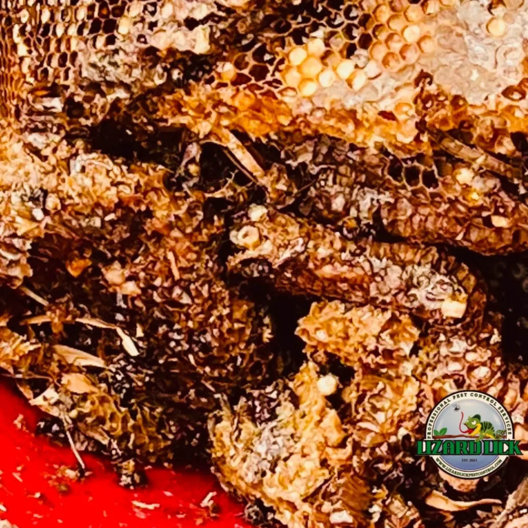 Lizard Lick Pest Control, LLC gallery photo 3