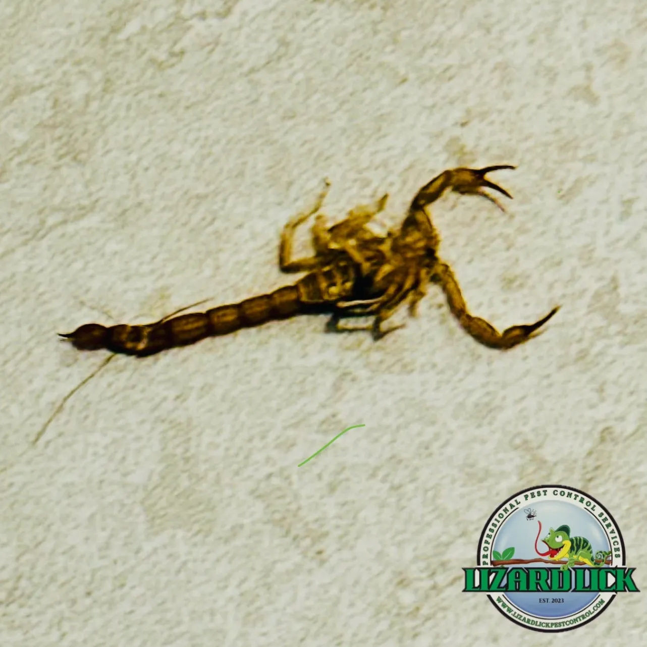 Lizard Lick Pest Control, LLC gallery photo 4