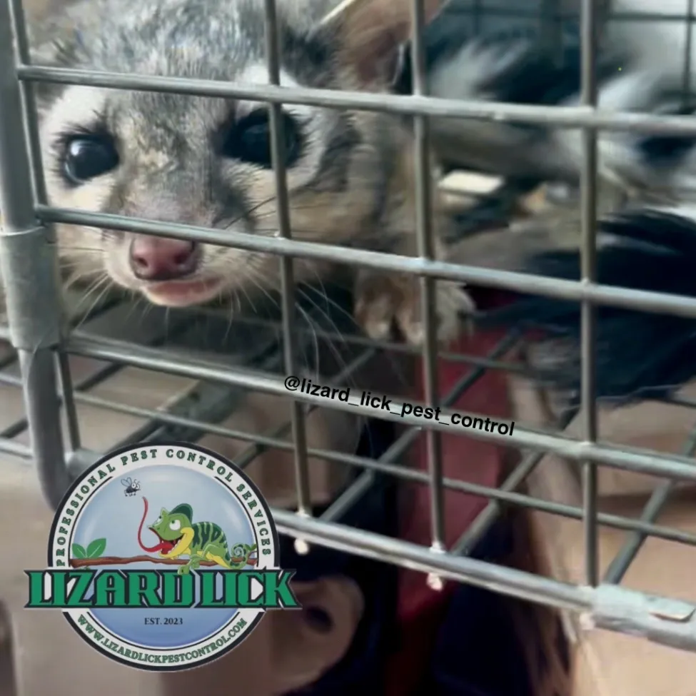 Lizard Lick Pest Control, LLC gallery photo 5