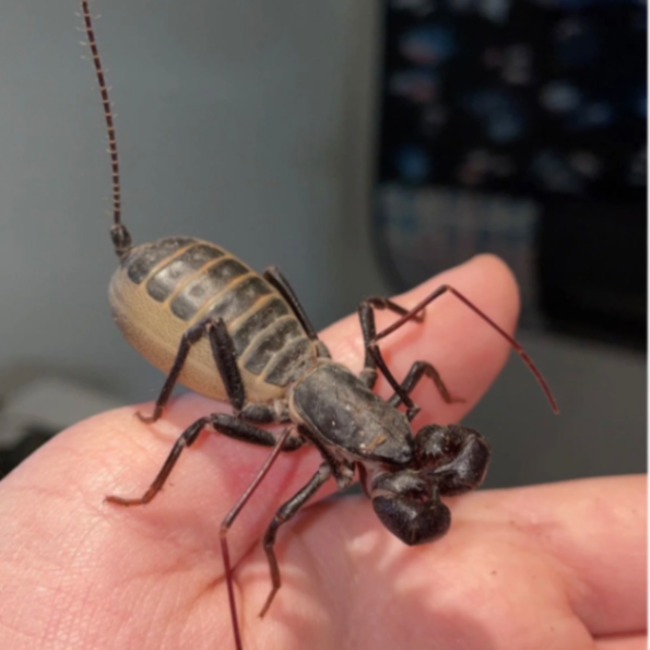 Lizard Lick Pest Control, LLC gallery photo 1