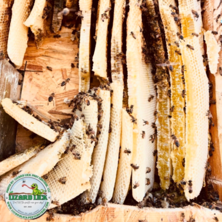 Lizard Lick Pest Control, LLC gallery photo 2