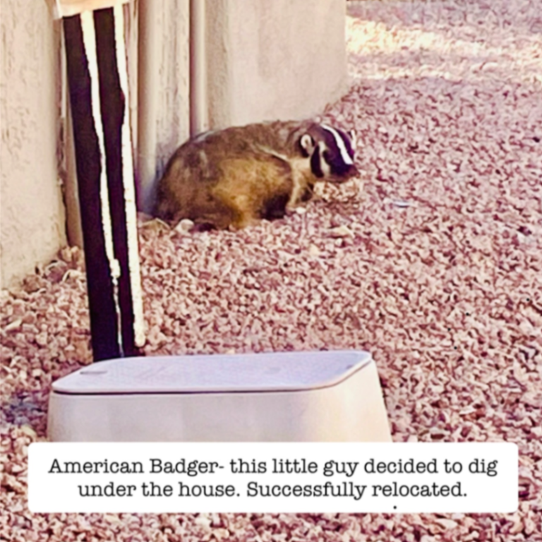 Lizard Lick Pest Control, LLC gallery photo 3