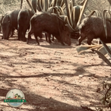 Lizard Lick Pest Control, LLC gallery photo 4