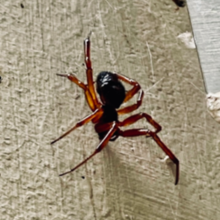 Lizard Lick Pest Control, LLC gallery photo 5