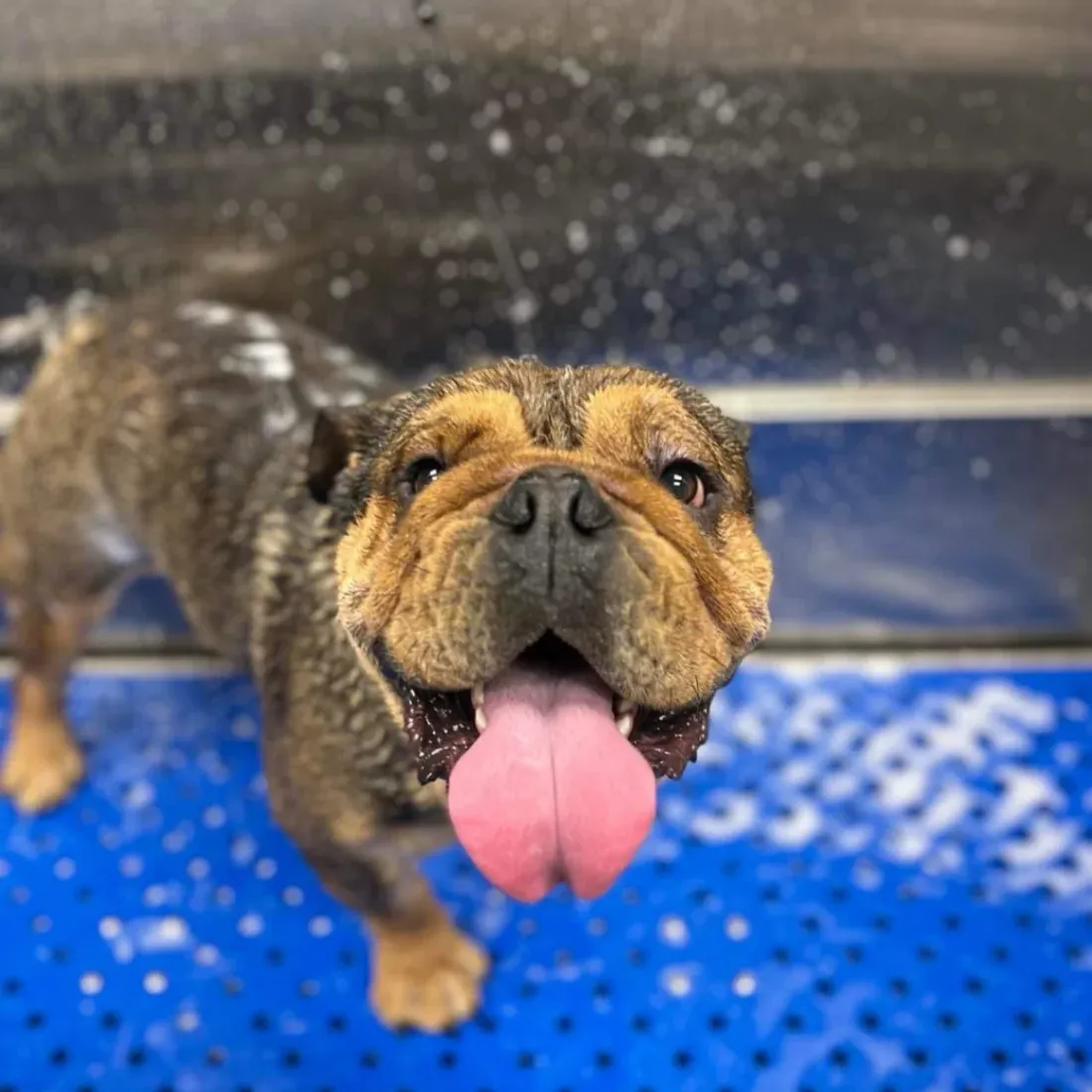 Viking Drive Veterinary Hospital Boarding and Grooming gallery photo 2