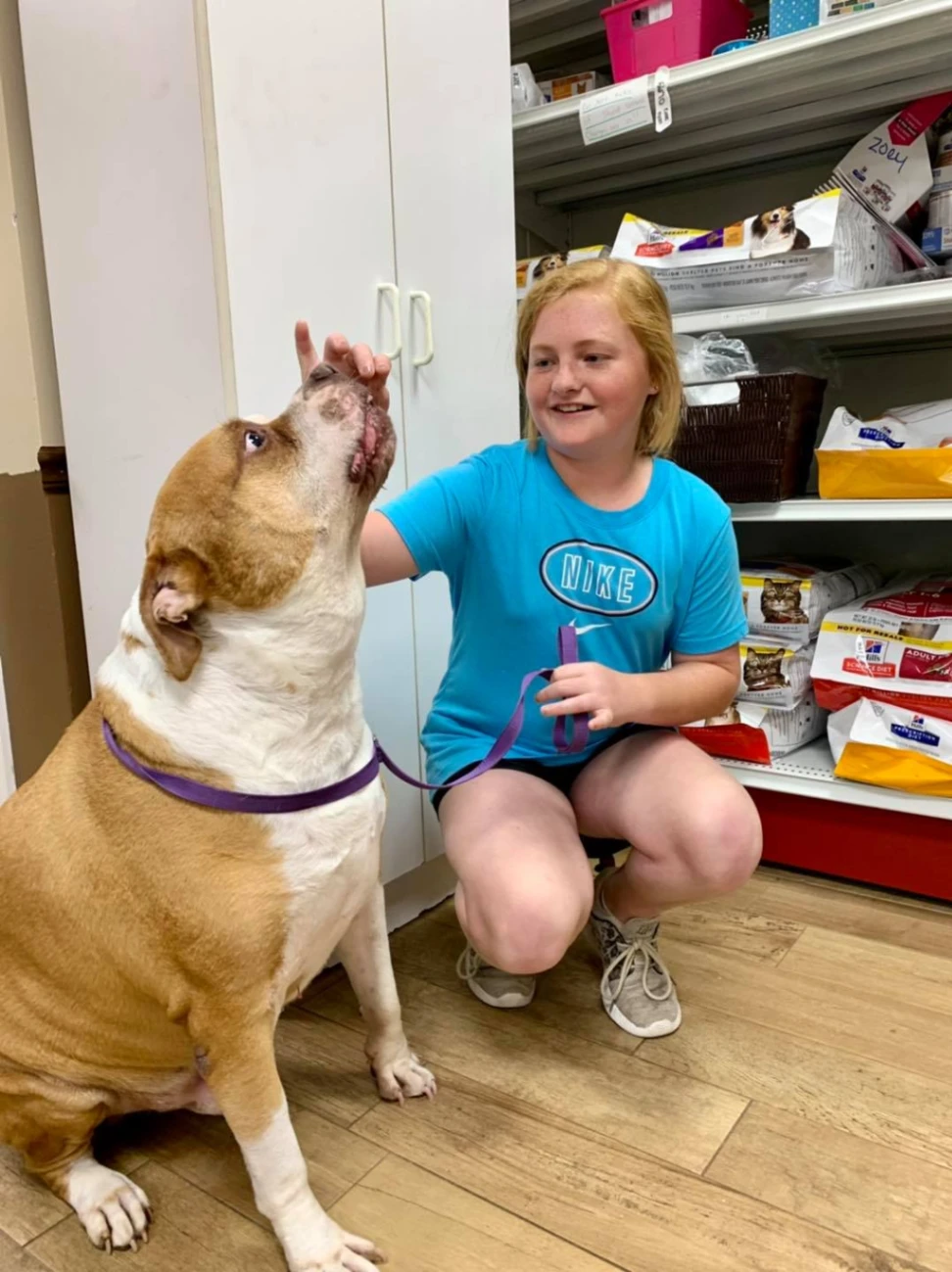 Viking Drive Veterinary Hospital Boarding and Grooming gallery photo 4