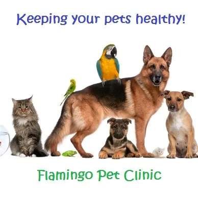 Flamingo Pet Clinic gallery photo 4