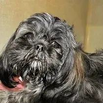 Hamlett Spay & Neuter Clinic gallery photo 7