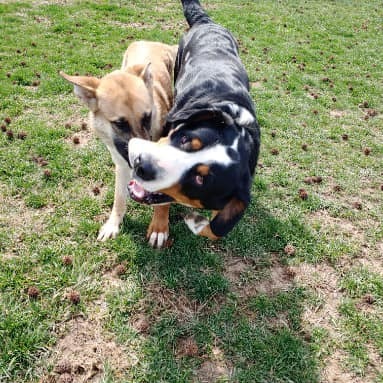 Rocky Top Kennel gallery photo 2