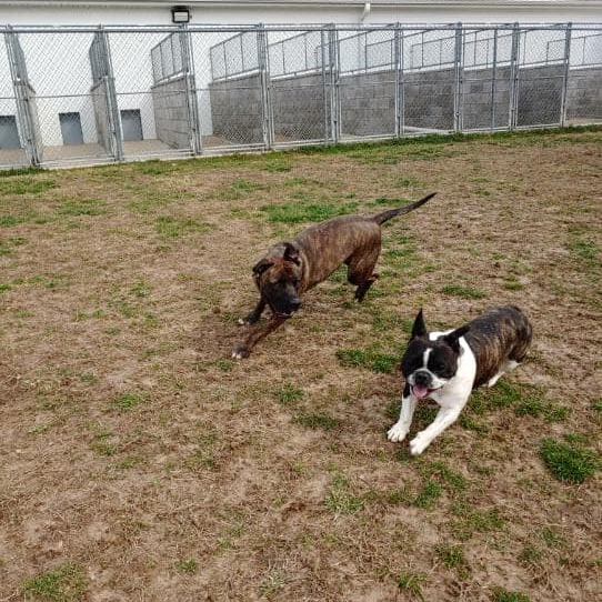 Rocky Top Kennel gallery photo 3