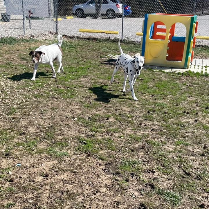 Rocky Top Kennel gallery photo 4