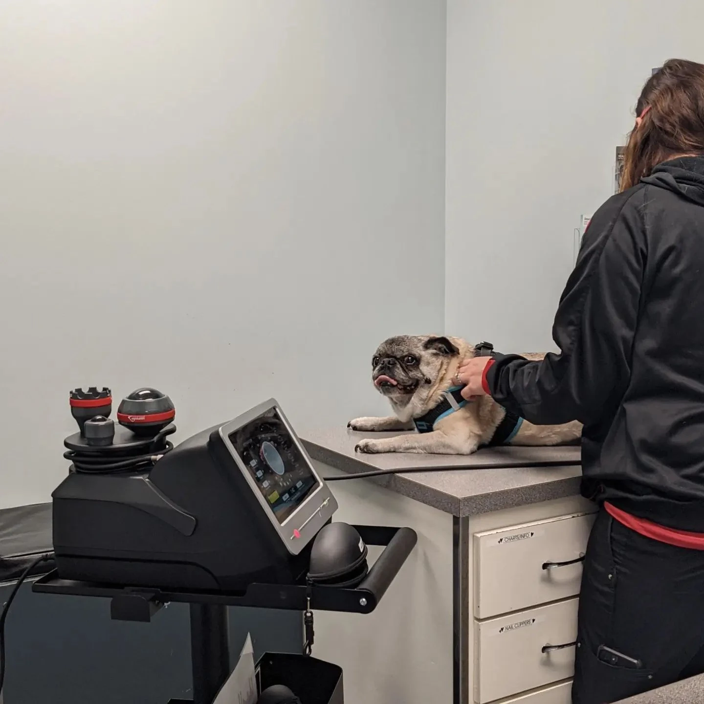 Paws Inn Animal Hospital gallery photo 2