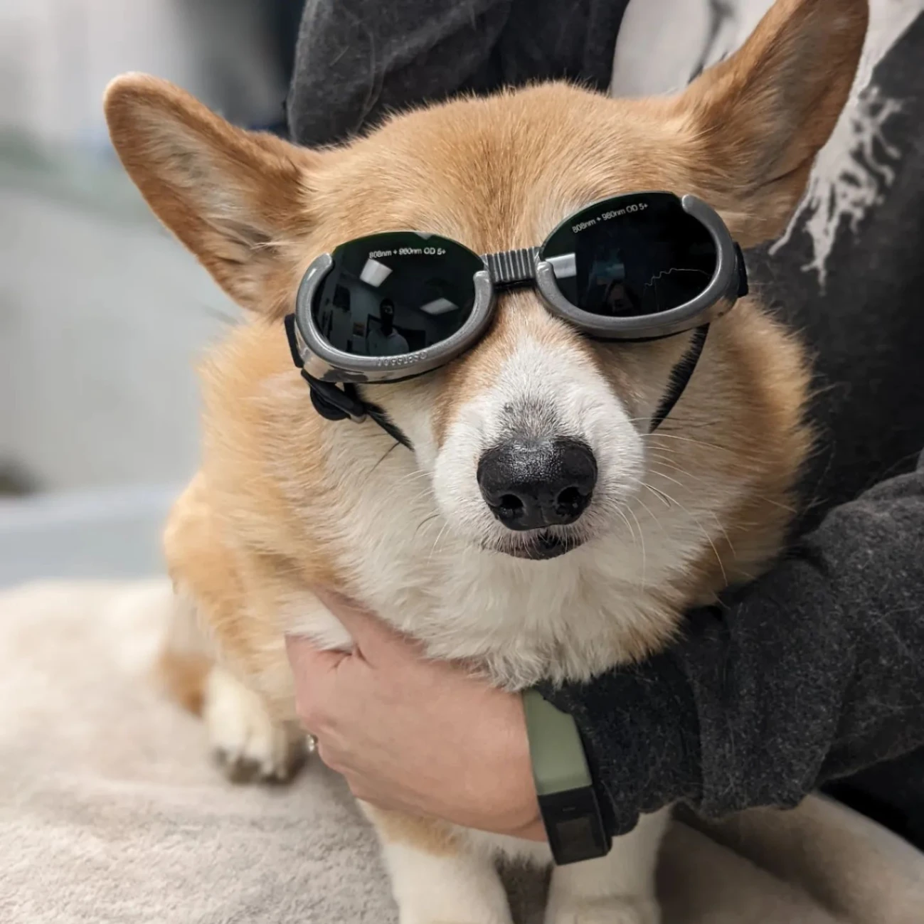 Paws Inn Animal Hospital gallery photo 3