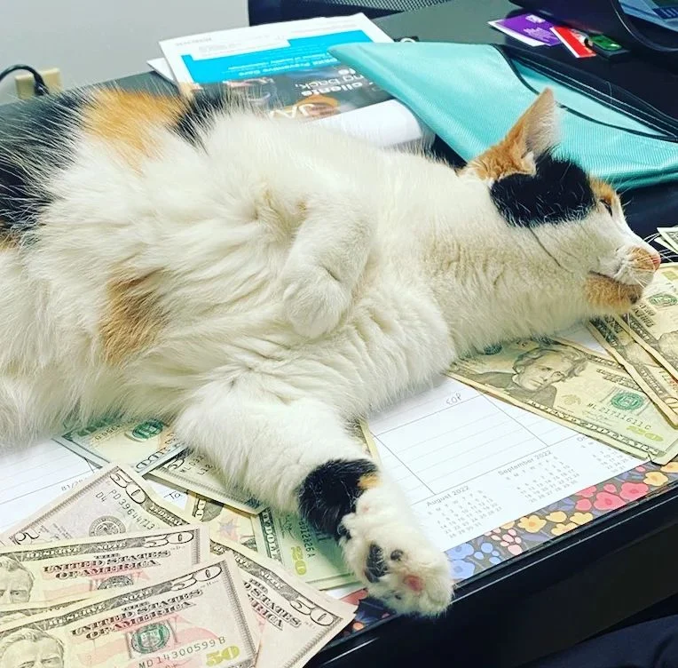 Paws Inn Animal Hospital gallery photo 4